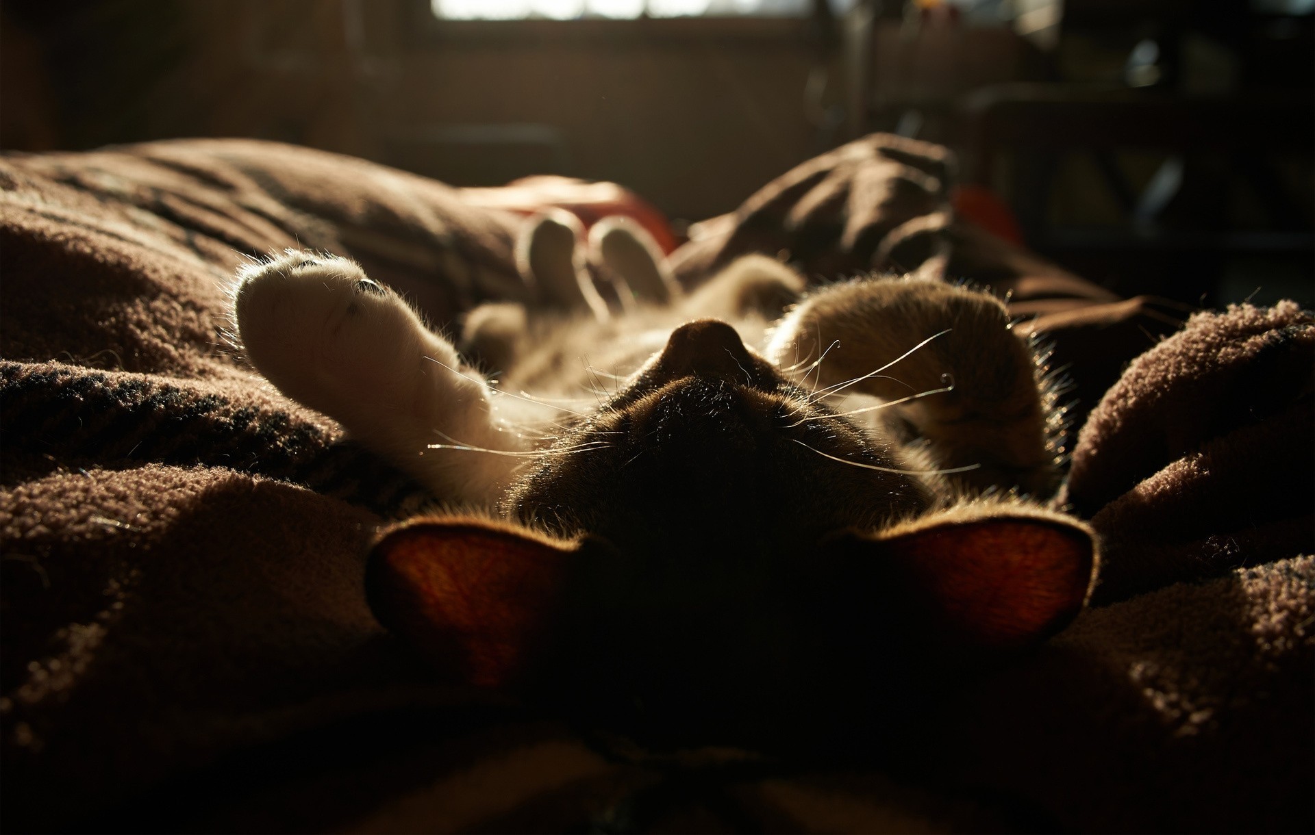 cat light blanket sun sleeping