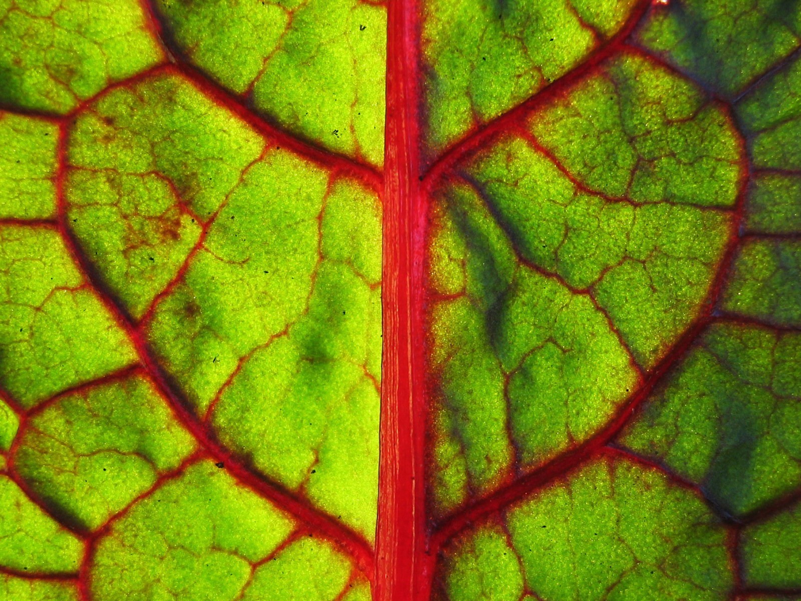 blatt grün makro