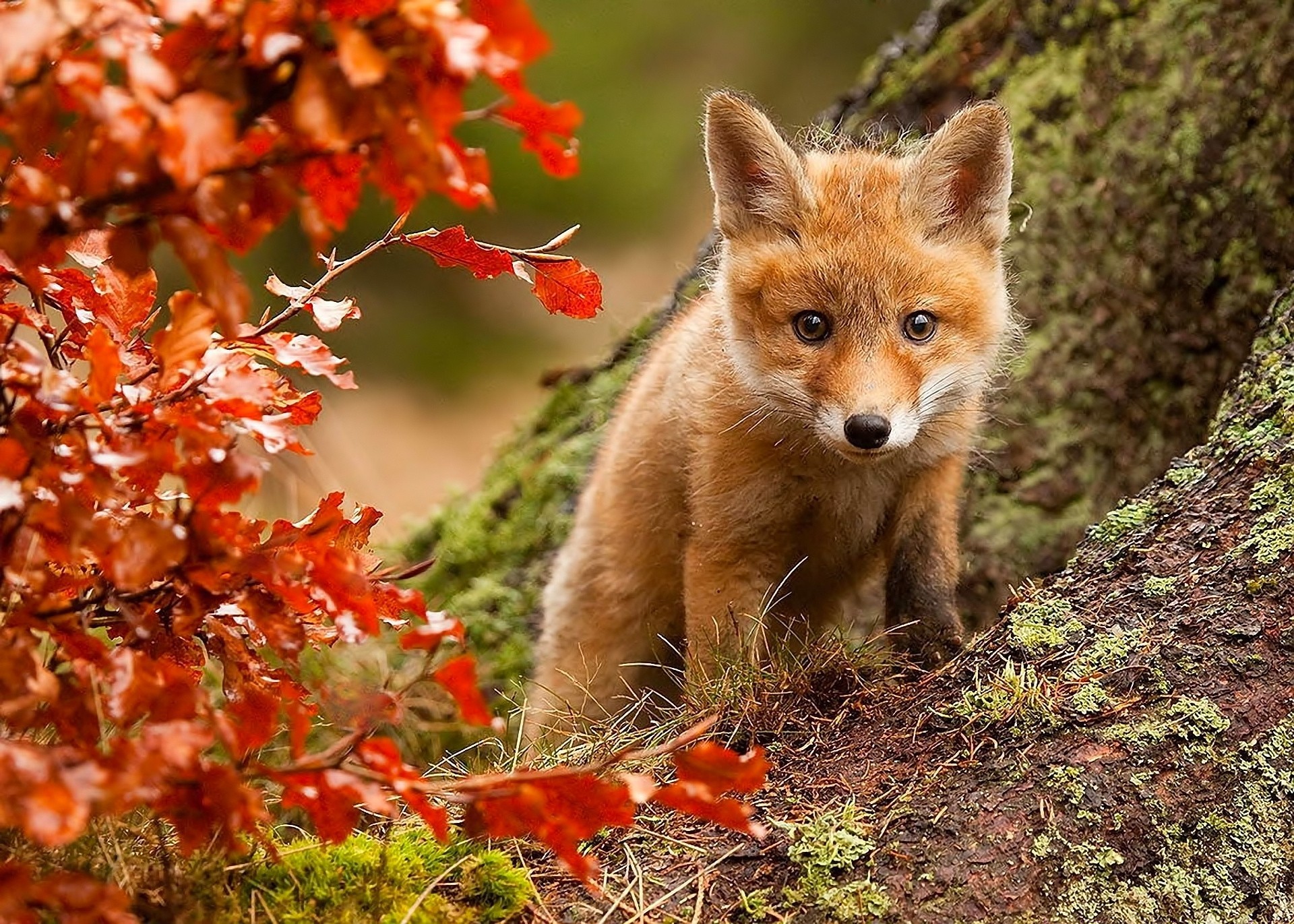 foglia posa natura vista volpe autunno