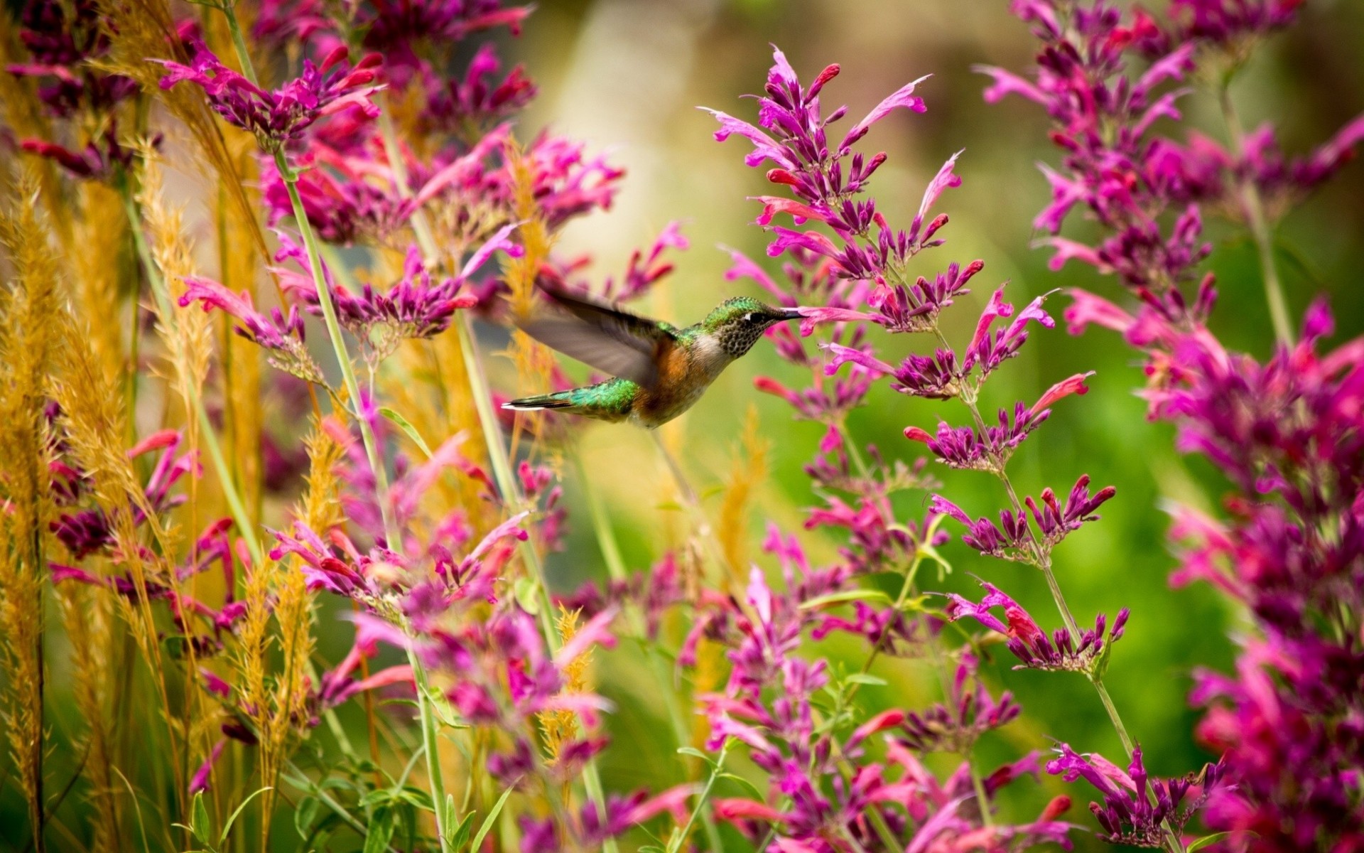 makro ptaki kolibry kwiaty