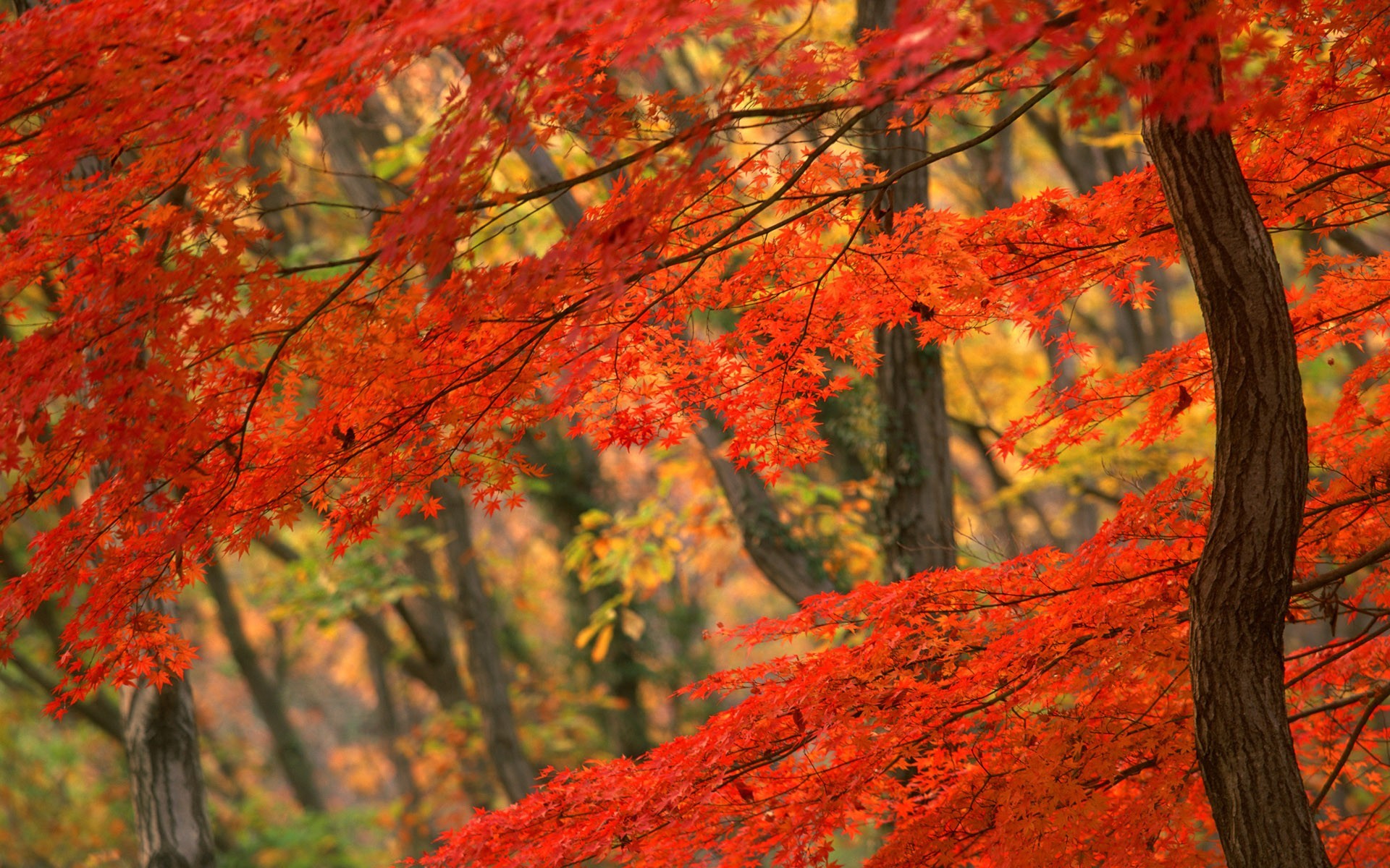 japan tree autumn