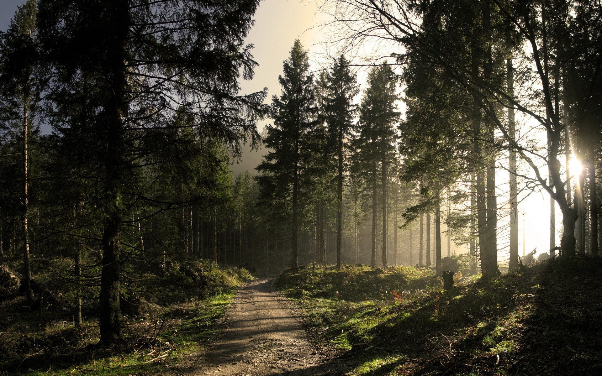 wald straße sonne