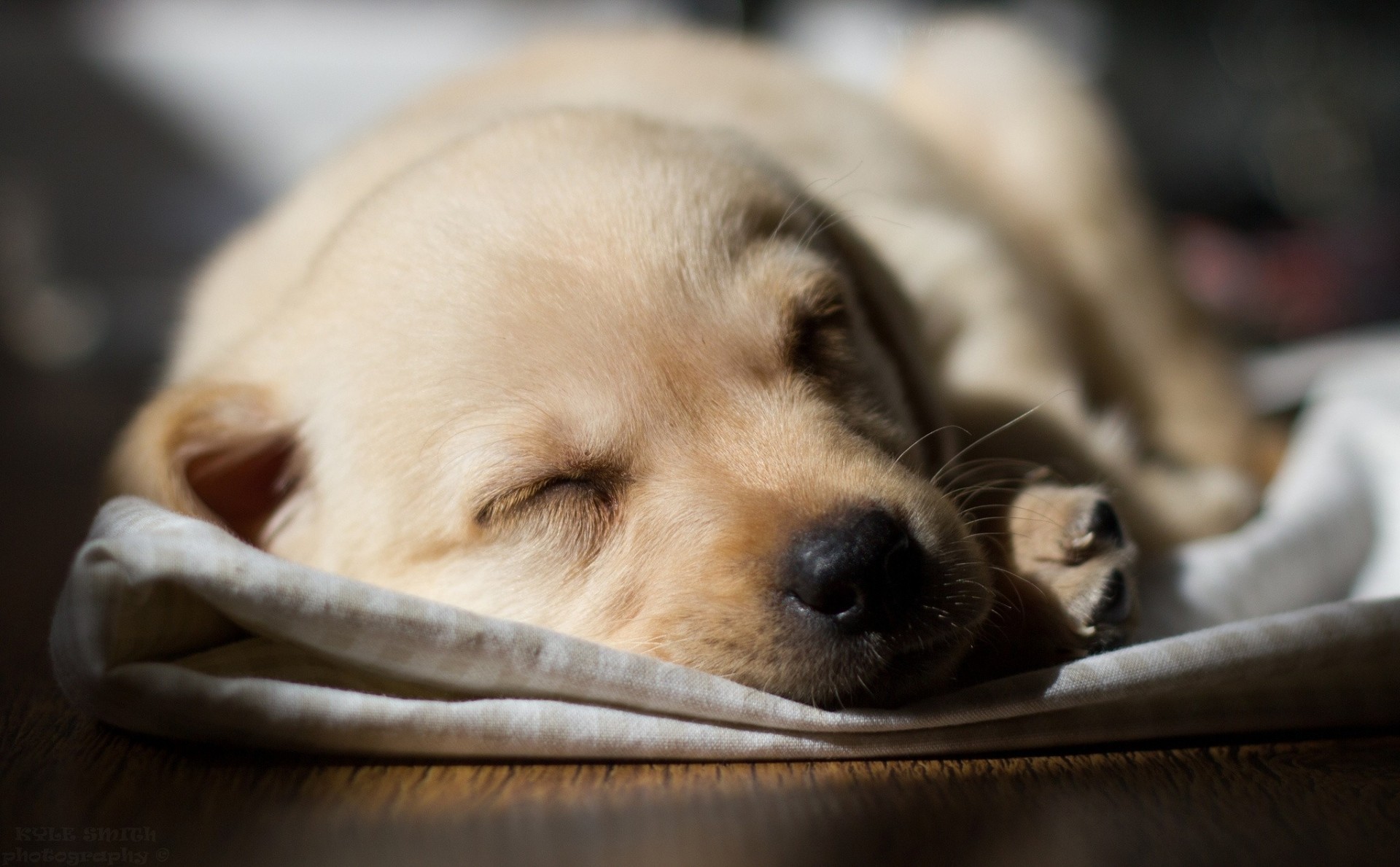 cane cucciolo.dorme labrador