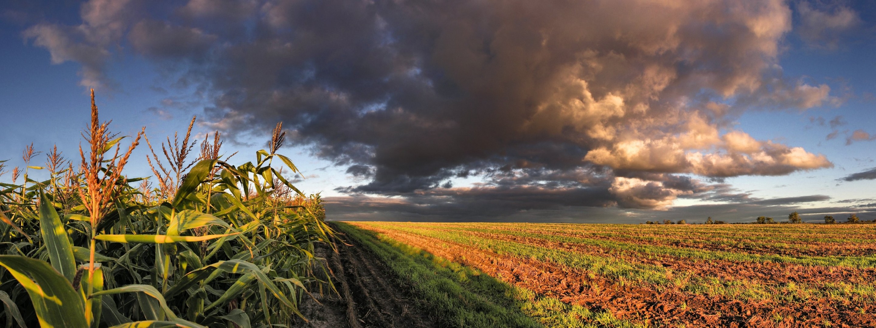 feld mais wolken