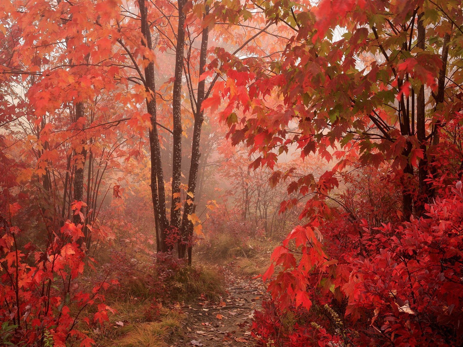 nature automne arbres rouge