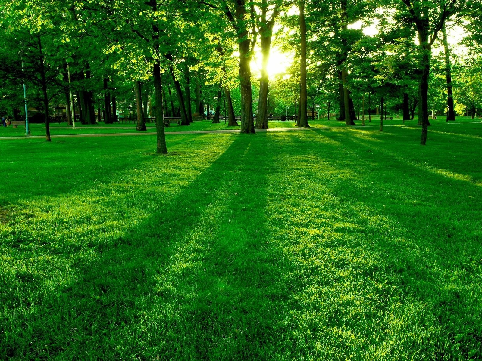 verdure arbres clairière