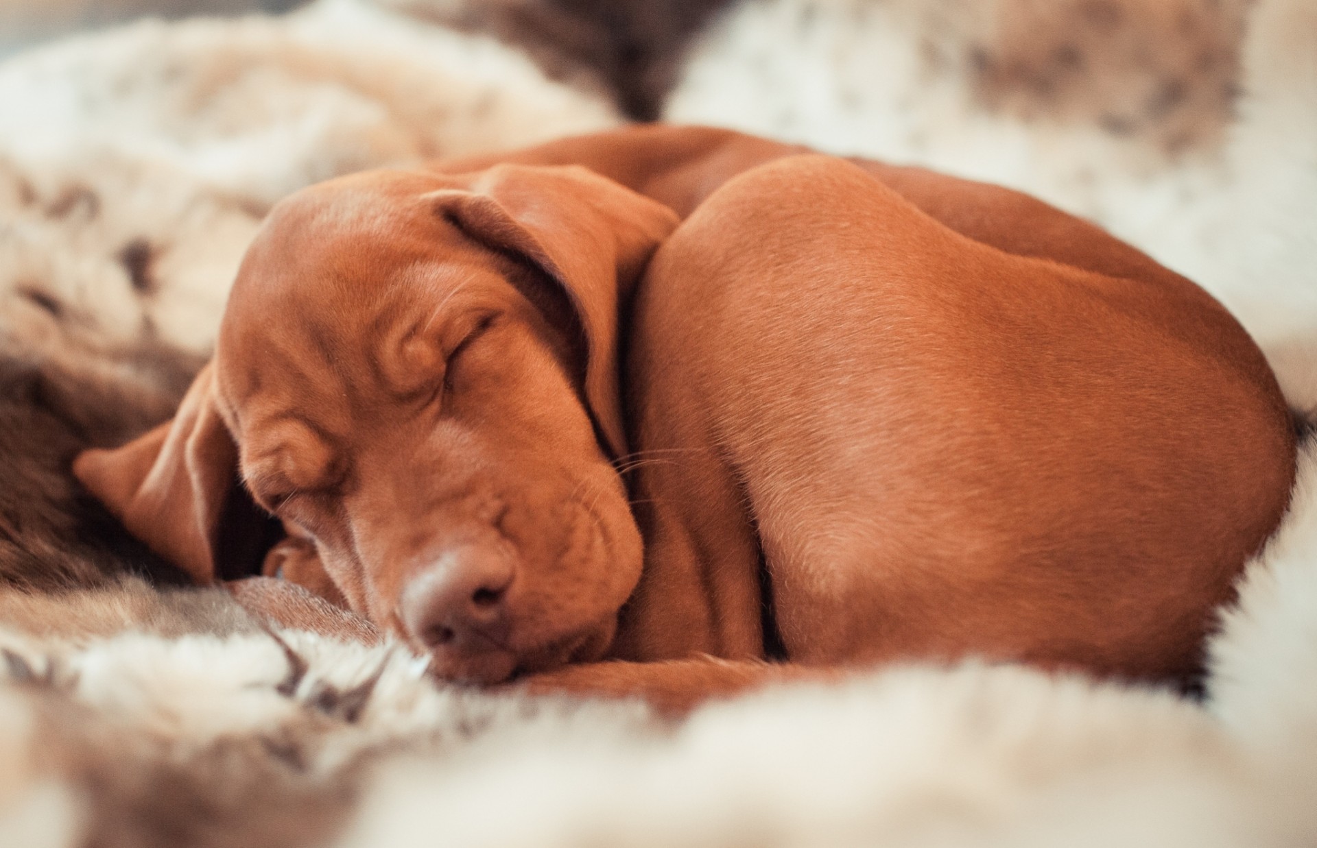 dog bed vizsla hungarian pointer hunting breed dogs sleeping