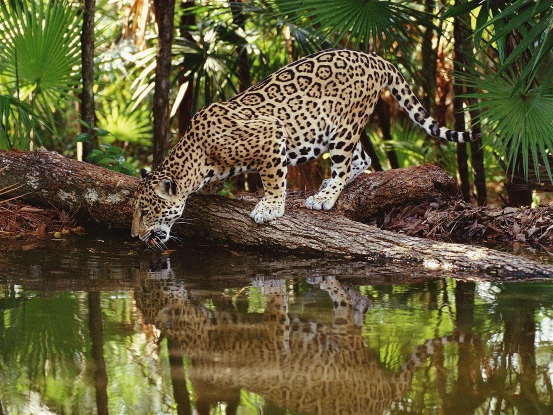 selva depredador leopardo agua