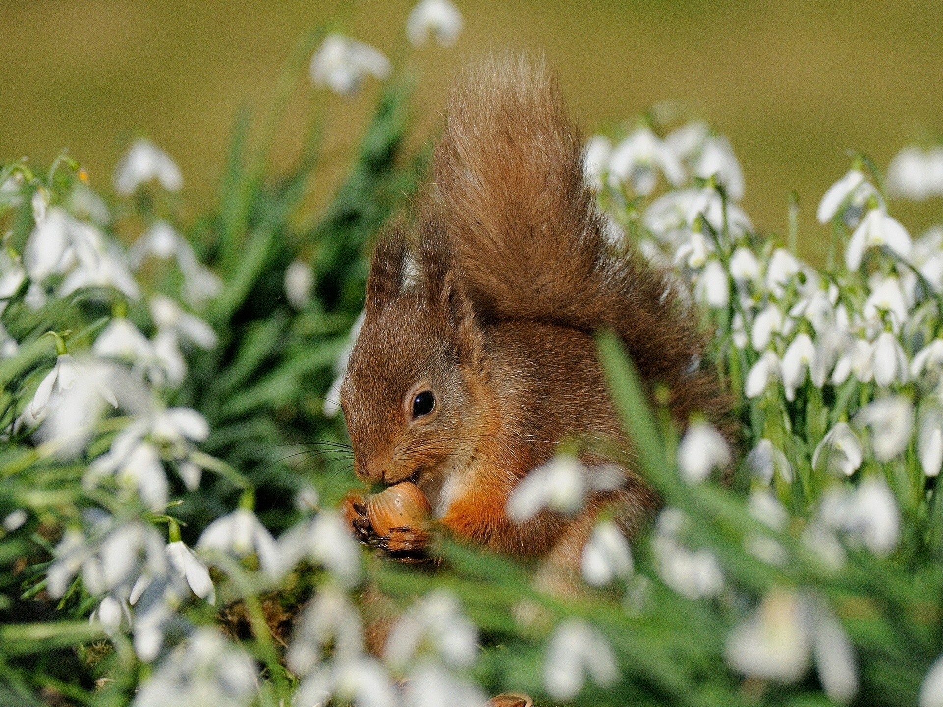 walnut snowdrops flower husky