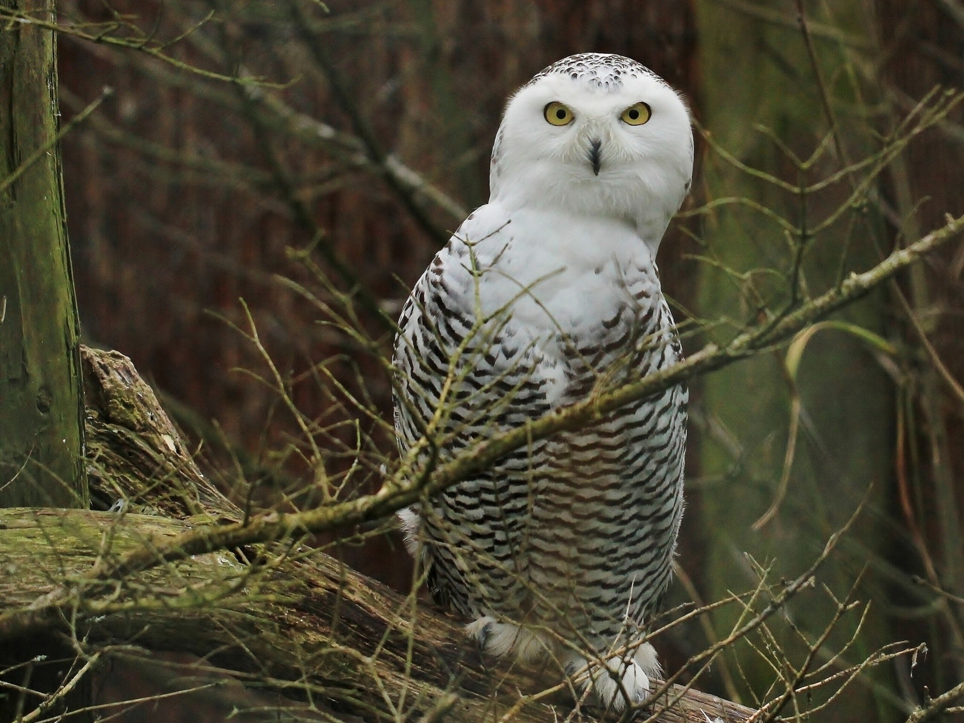 birds snowy owl owl branche