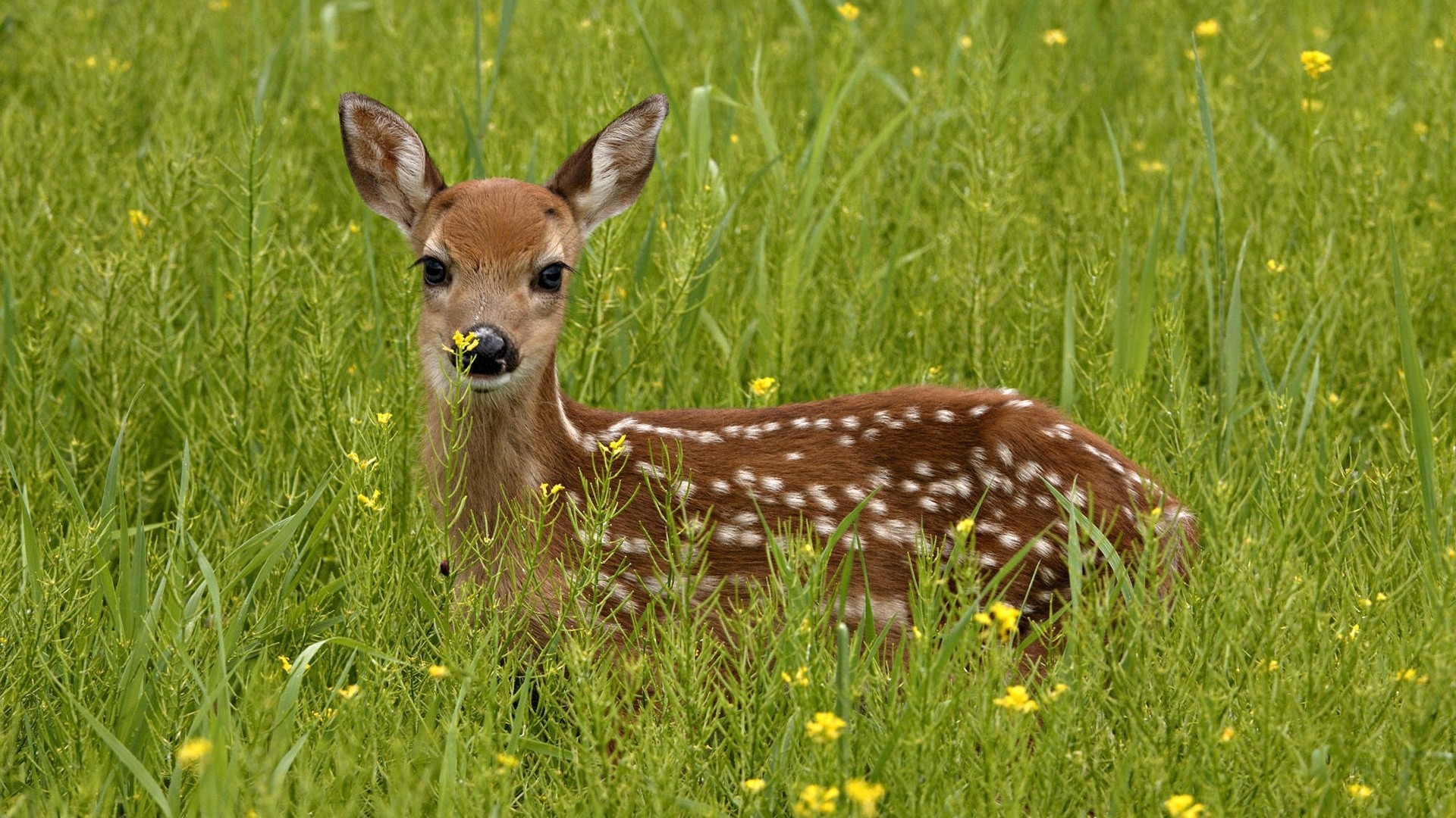 animaux herbe cerf