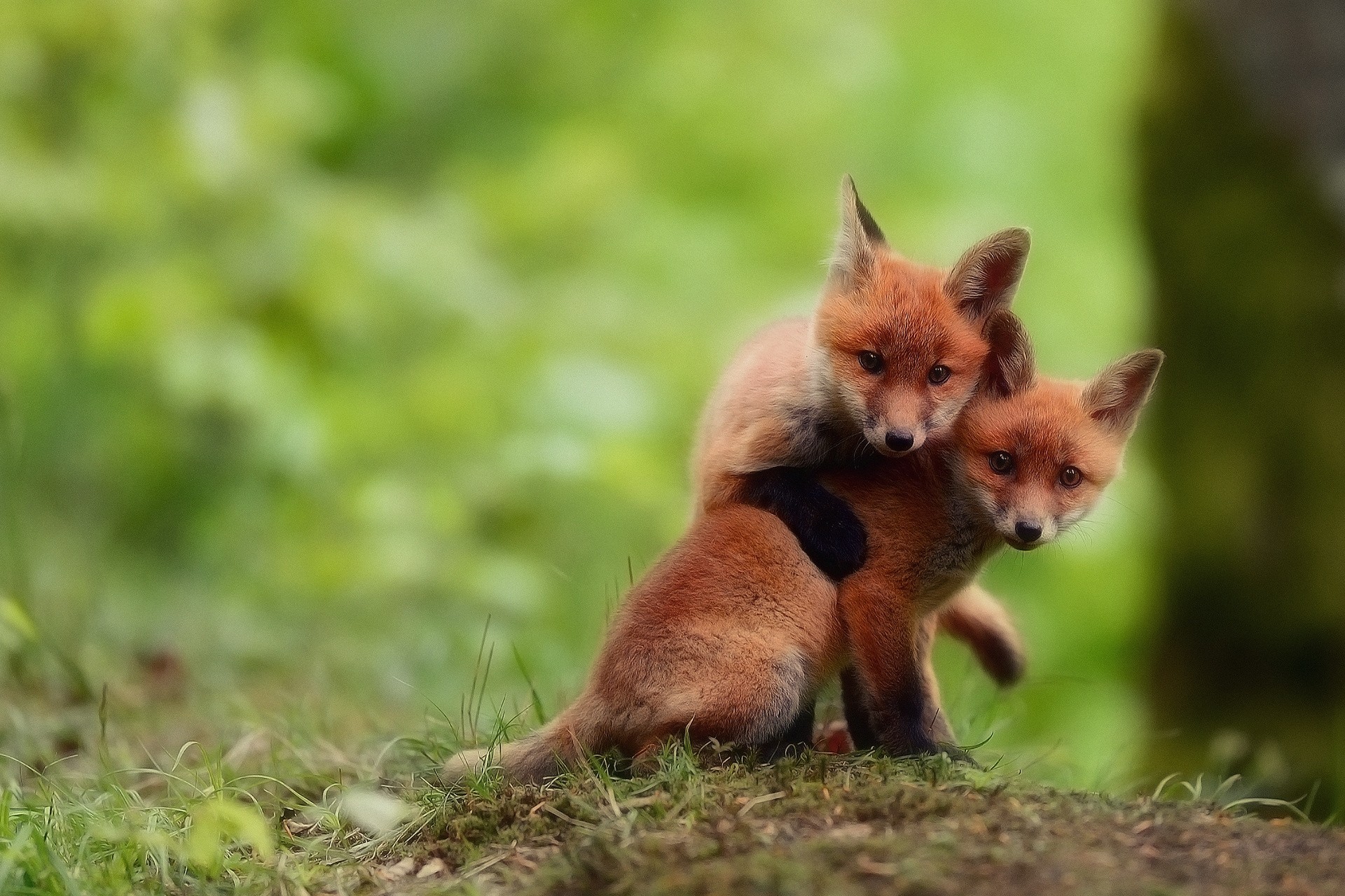 les renards deux frères regardent