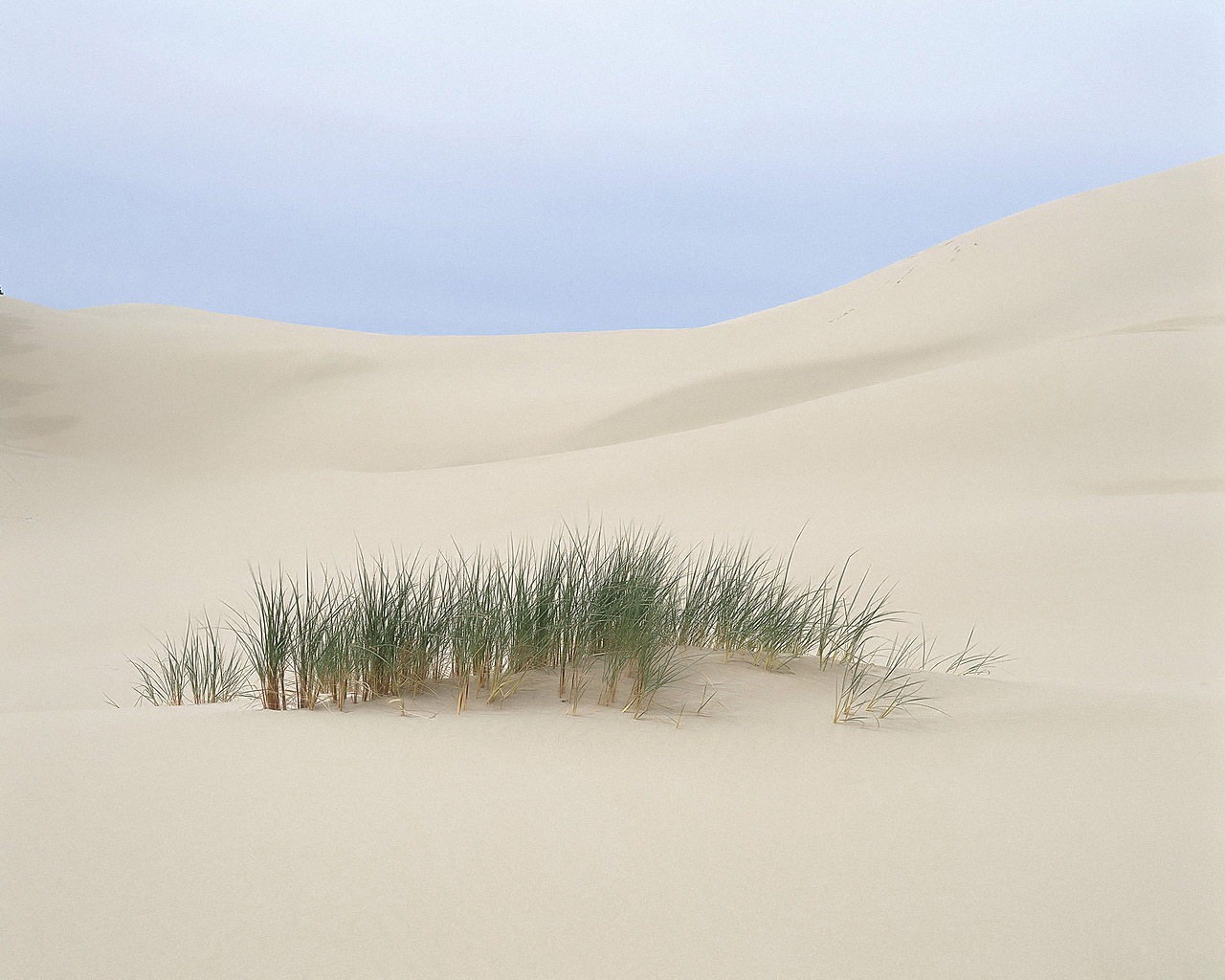 desierto hierba arena