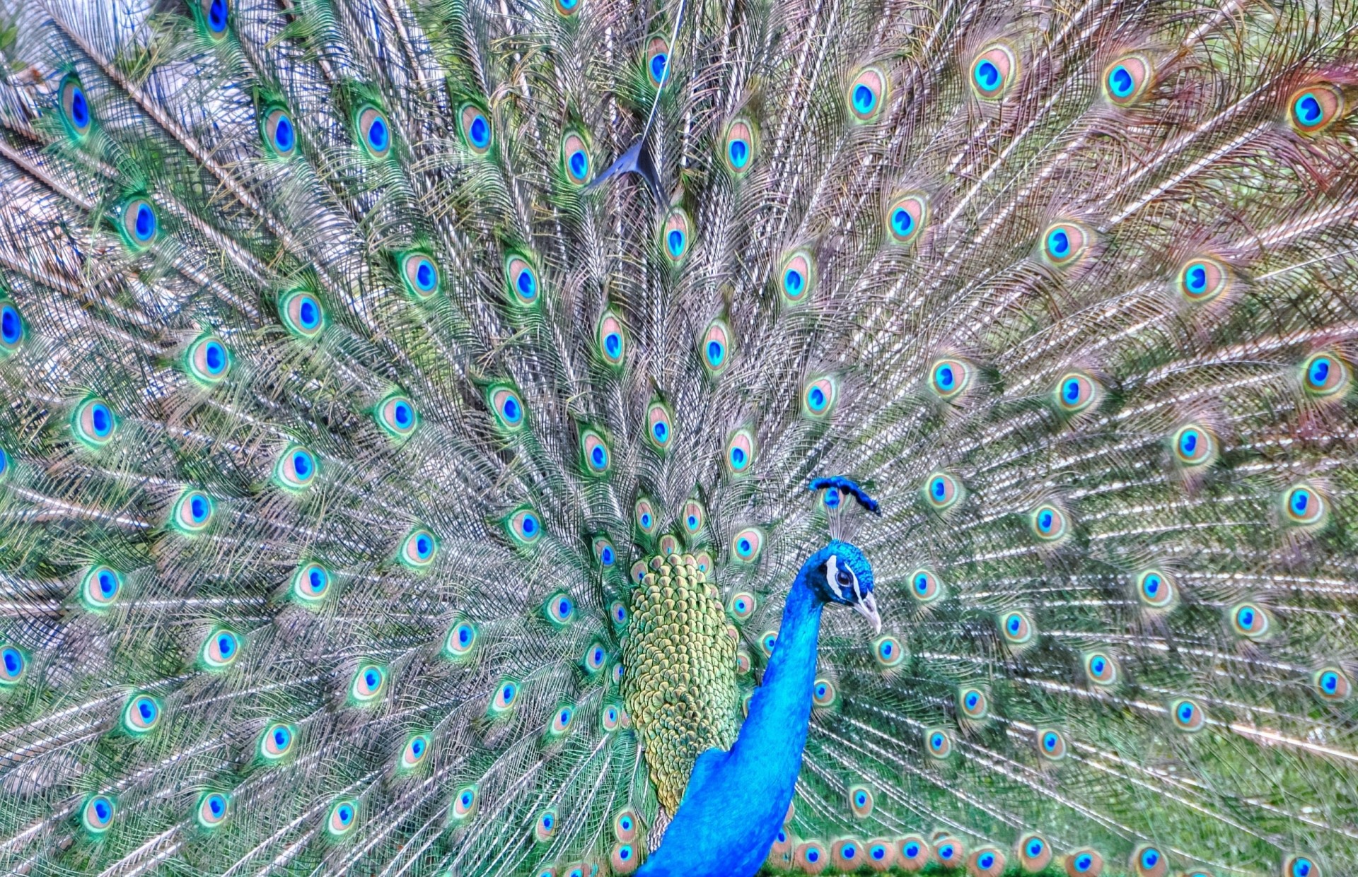 federn pfau schwanz