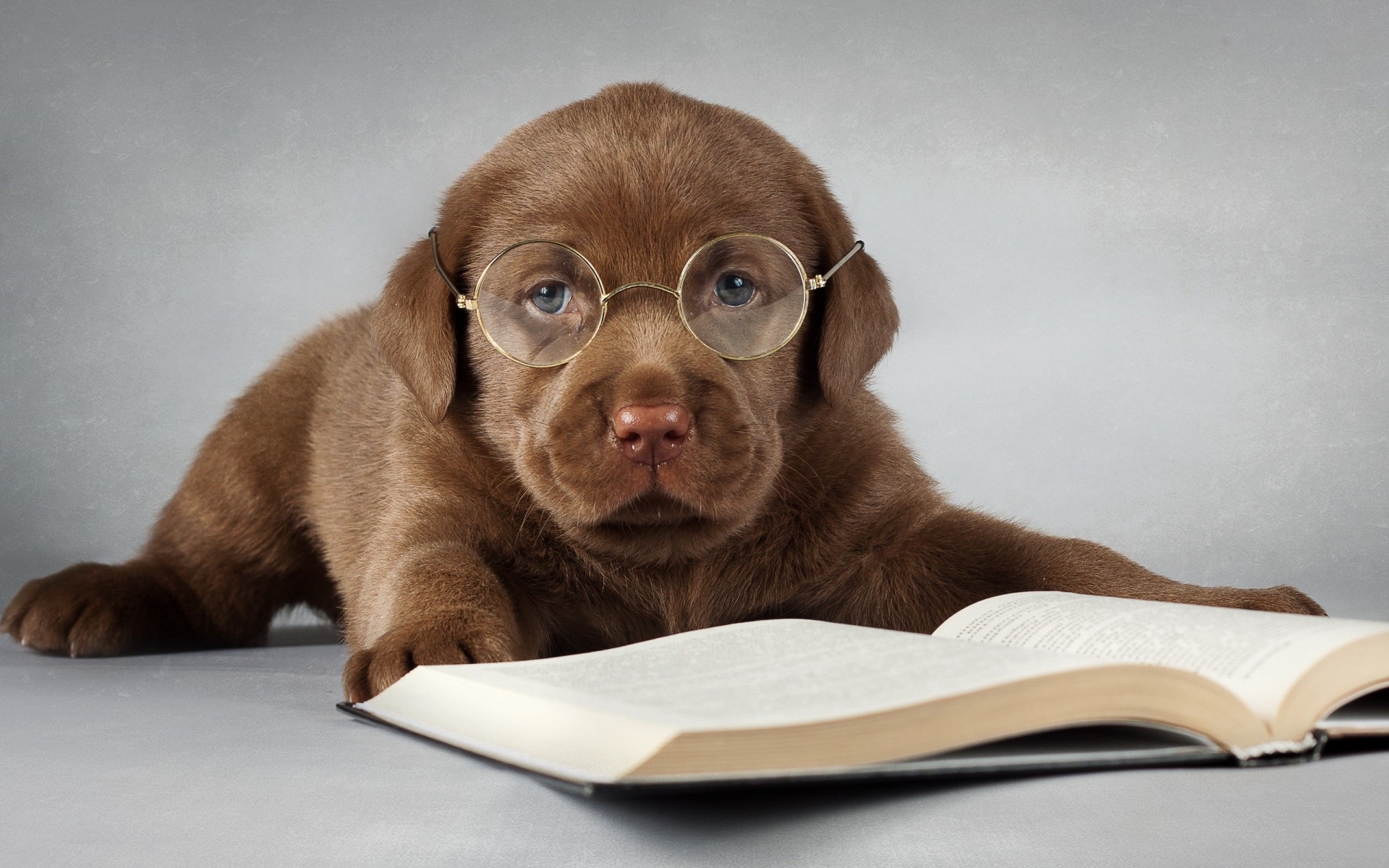 cane amico occhiali da sole labrador cucciolo libro