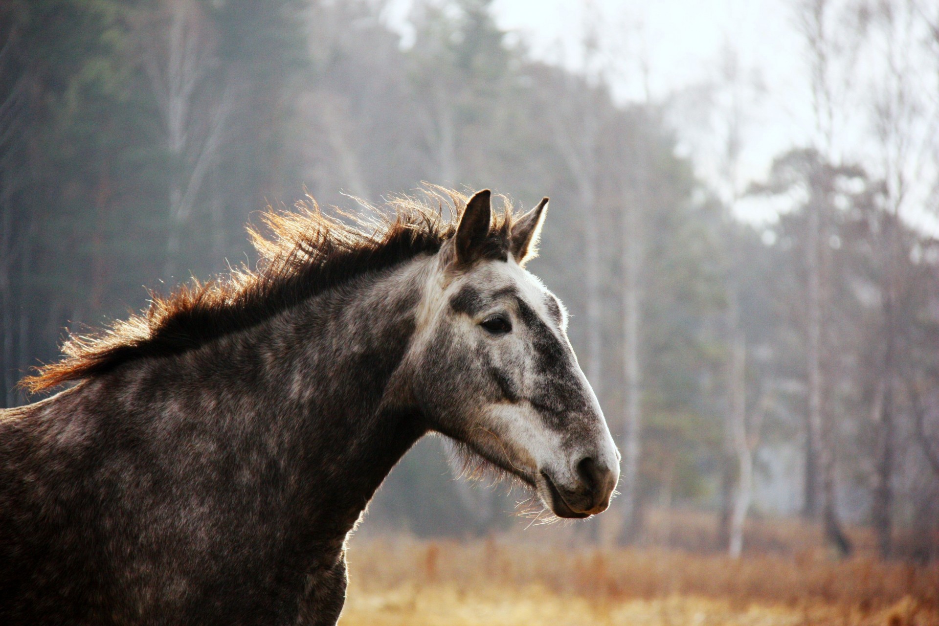 horse teeth spotted