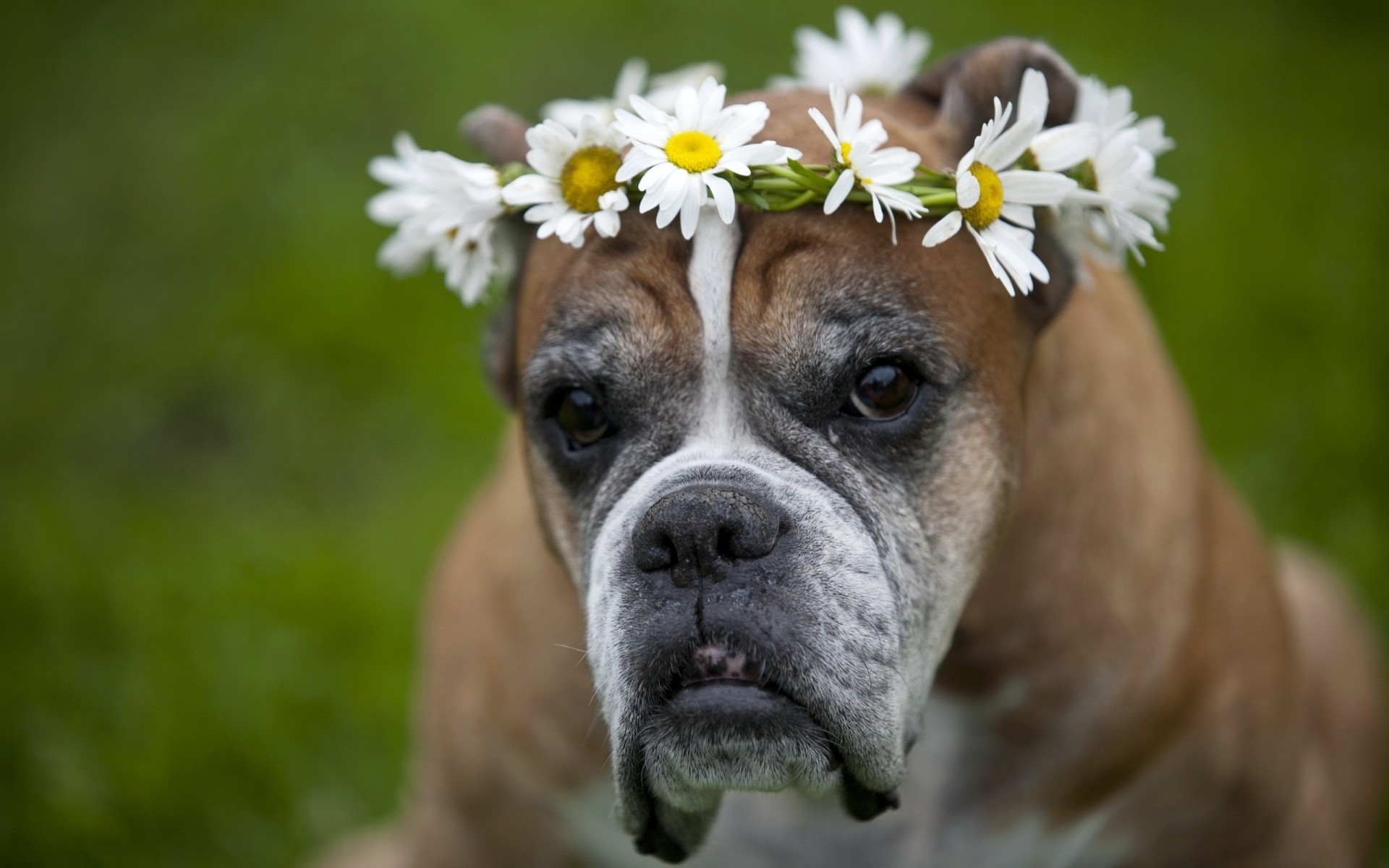 chamomile dog crown flower