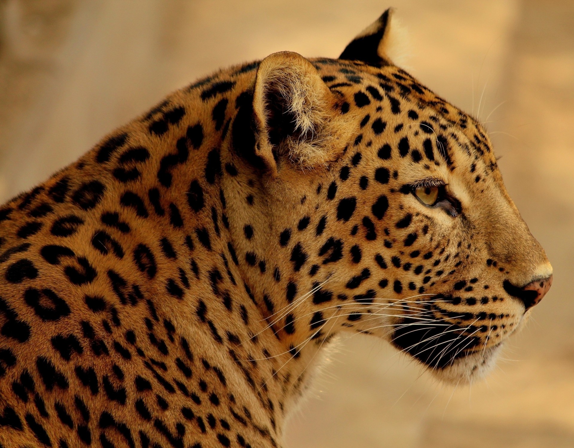 teeth wild cat leopard