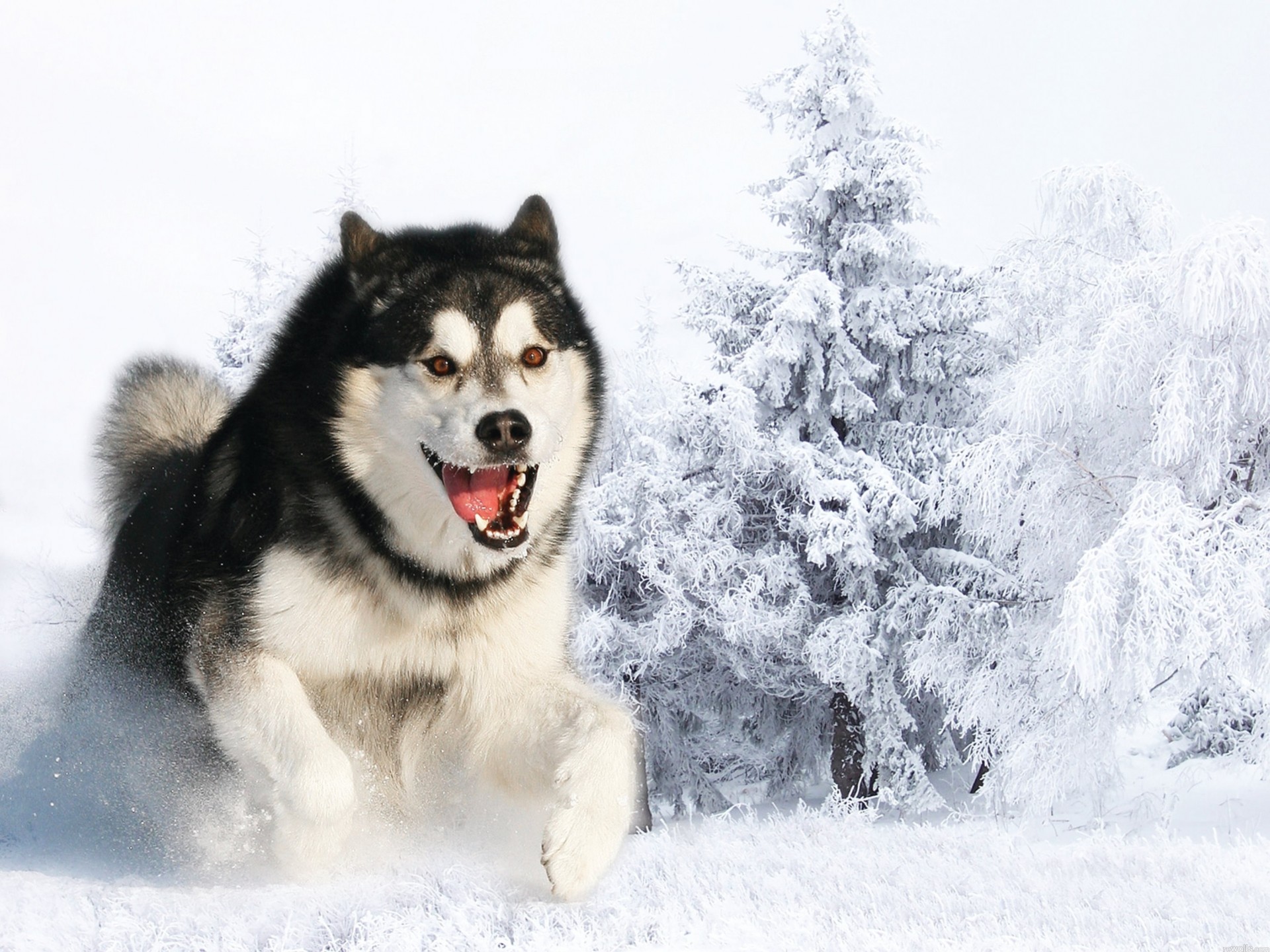 dents chien neige husky attention hiver laine