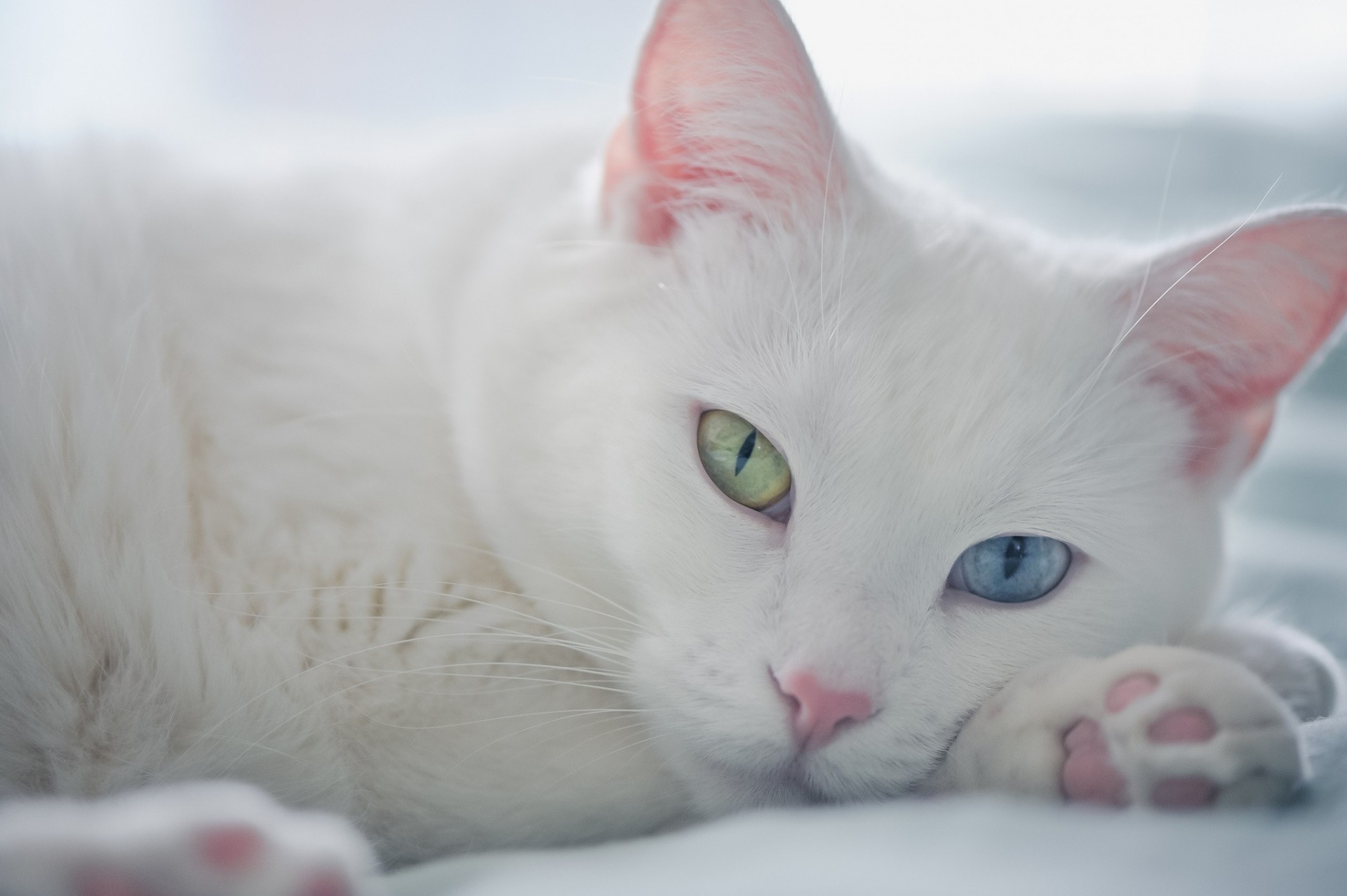 verschiedene augen weiße katze katze shayr-pferd ansicht