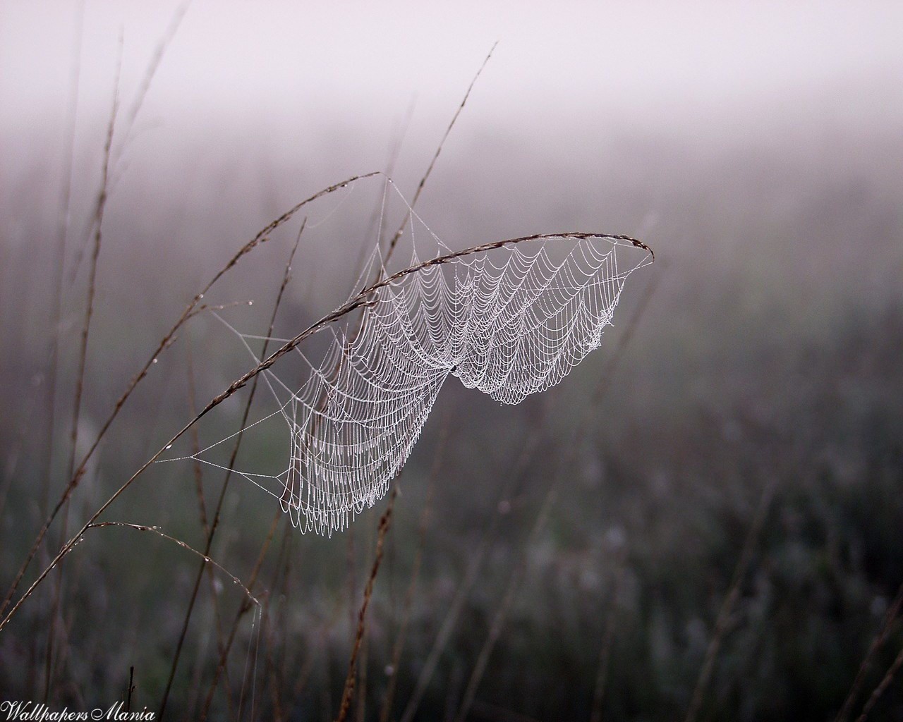 spinnennetz tau nebel