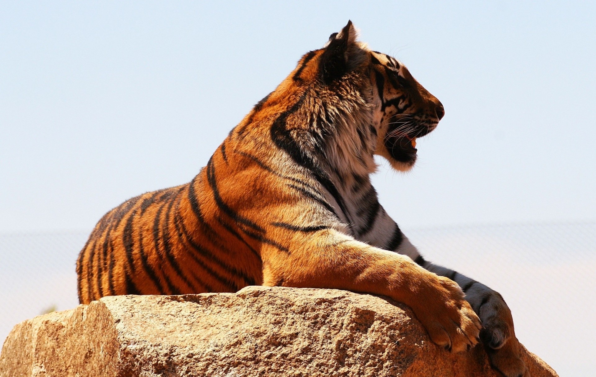 gato montés perfil recreación tigre