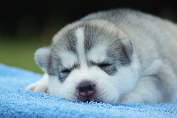 Piccolo cucciolo Husky addormentato