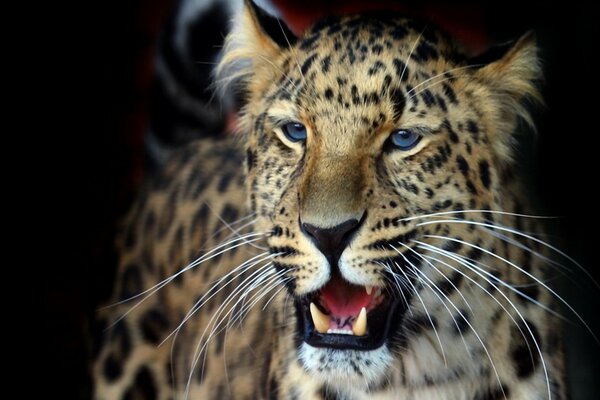 Denti di un predatore di leopardo con gli occhi azzurri