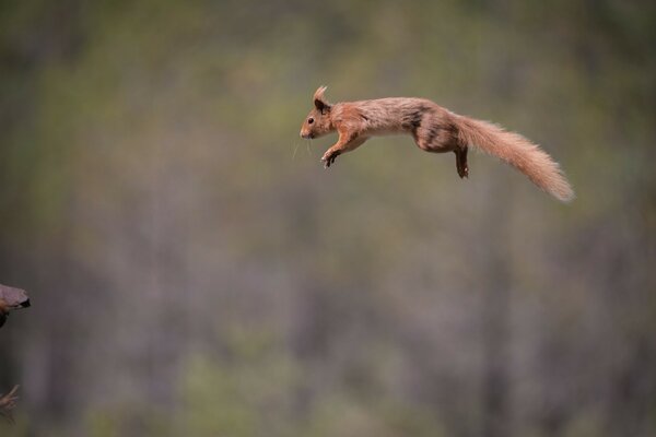 Massive jump of a beautiful red squirrel with a fluffy tail
