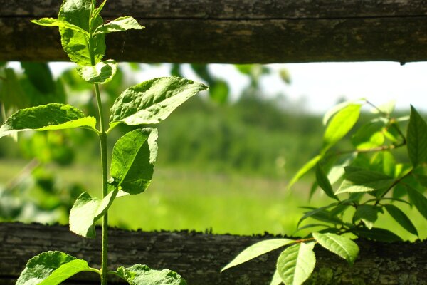 Piante con foglie vicino alla recinzione