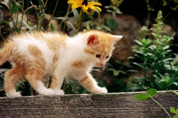 White cat with red spots on a background of flowers