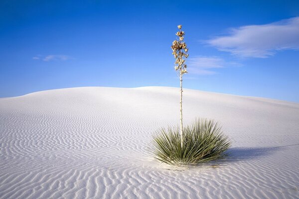 Барханы, пустыня, песок и зеленый куст