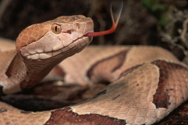 A wild snake with its tongue hanging out