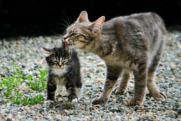 Mom cat caresses her kitten