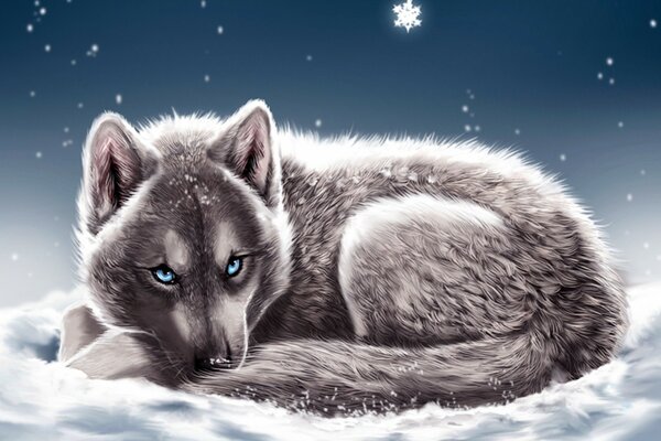 Loup aux yeux bleus couché sur la neige