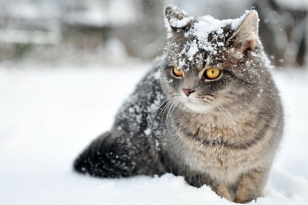 Grey cat sitting in the snow