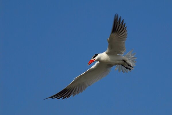 A seagull with a red beak in flight