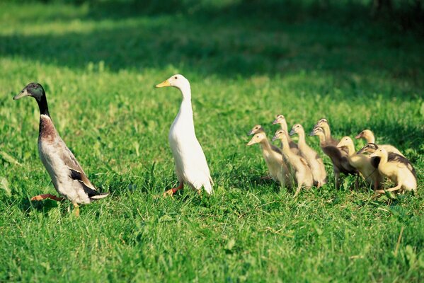 Süße Entenfamilie auf dem Rasen