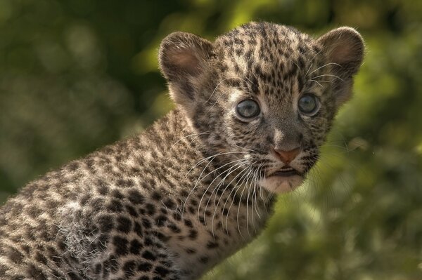 Adorabile cucciolo di leopardo