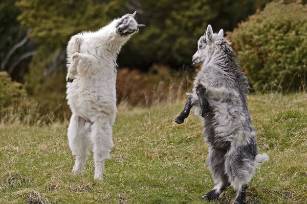 Danse des chèvres de montagne duveteuses