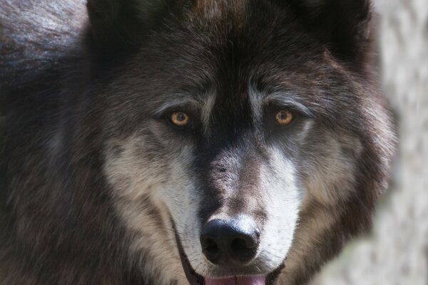 Riesiger Wolf in Alaska