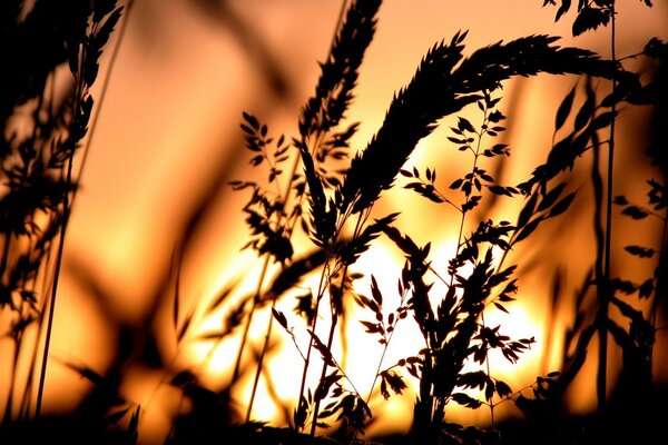 Трава на закате солнца