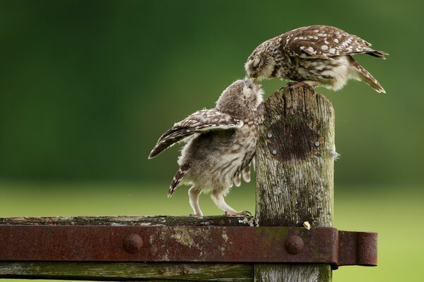 Chouette poussin se nourrissant sur fond flou