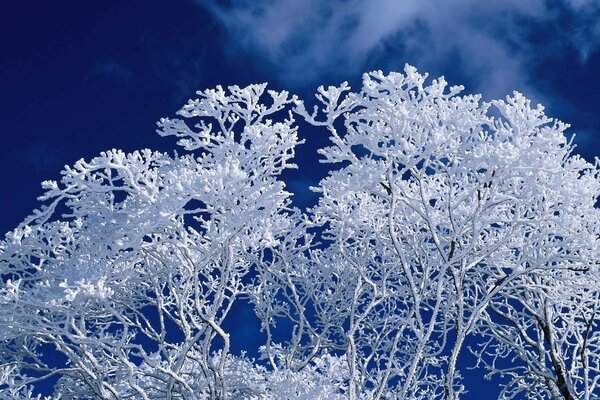 Árbol cubierto de nieve contra el cielo nocturno