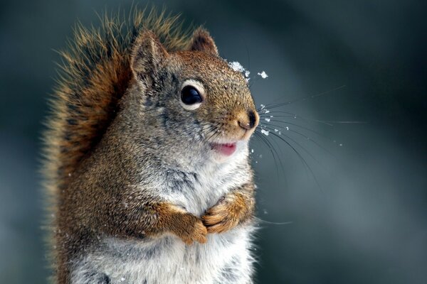 Puszysta wiewiórka w śniegu zimą