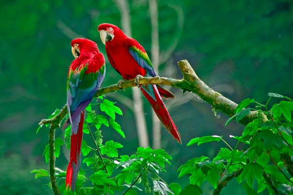 Deux beaux perroquets assis sur un arbre