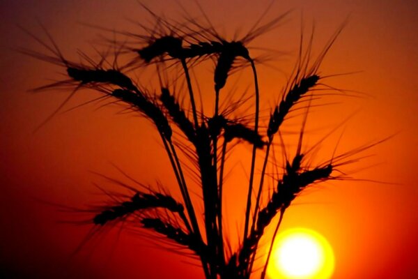 Espigas de centeno y puesta de sol