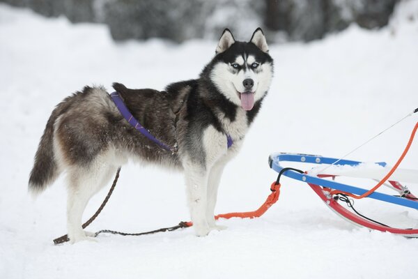 Chien Husky dans la neige en laisse