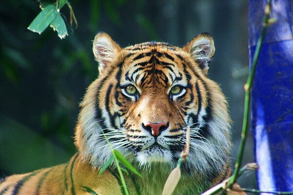 Handsome tiger on the background of nature