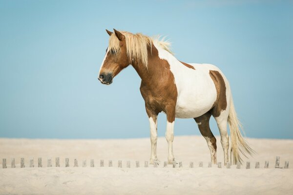 Caballo manchado en el fondo del desierto